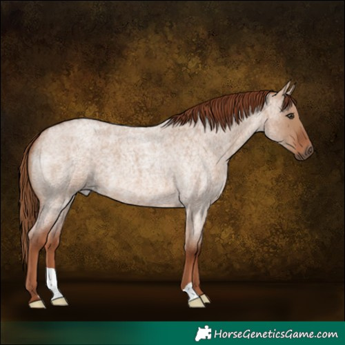 Horse Color:Red Dun Roan