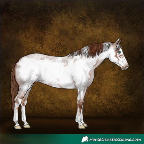 Horse Color:Red Roan Frame 