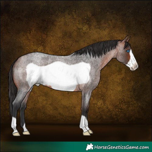 Horse Color:Bay Roan Frame