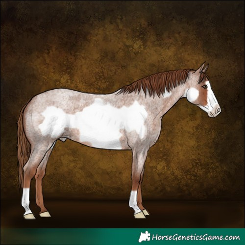 Horse Color:Red Roan Frame