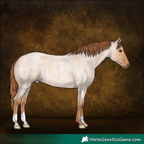 Horse Color:Red Dun Roan 