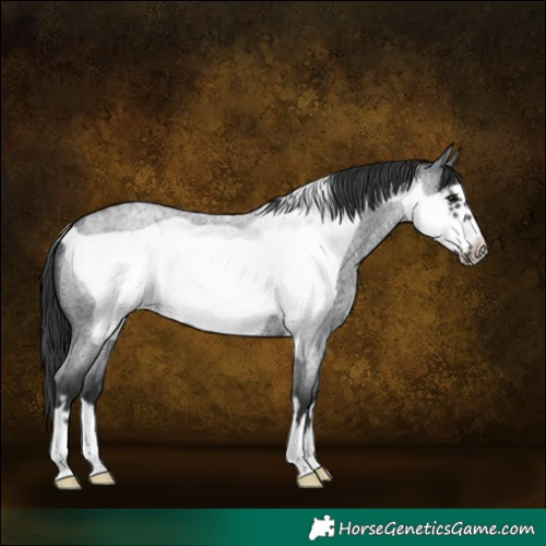 Horse Color:Blue Roan Frame 
