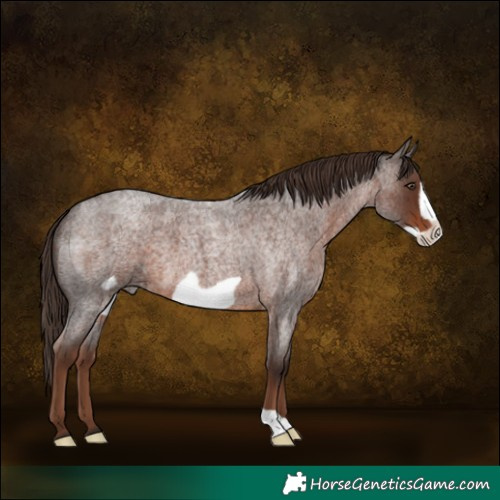 Horse Color:Liver Red Roan Frame 