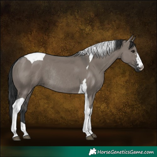 Horse Color:Grullo Tobiano Rabicano