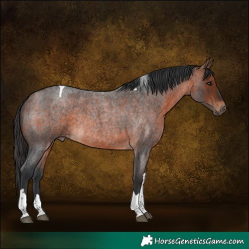 Horse Color:Bay Roan Tobiano Rabicano