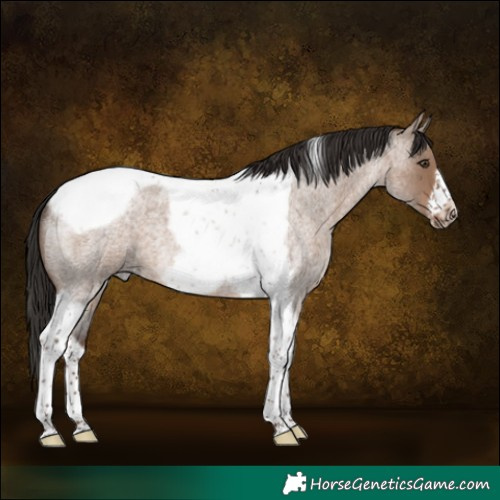 Horse Color:Liver Red Dun Roan Tobiano Frame 