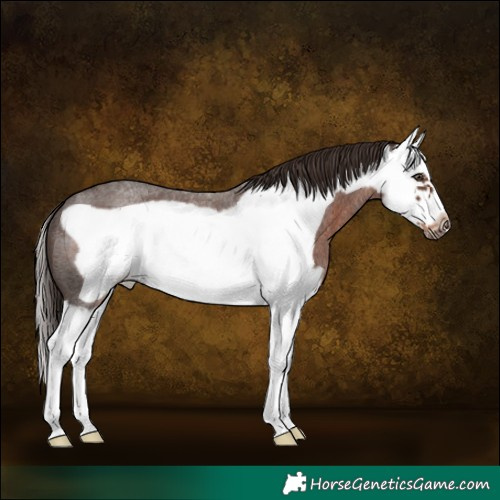 Horse Color:Liver Red Roan Splash Frame