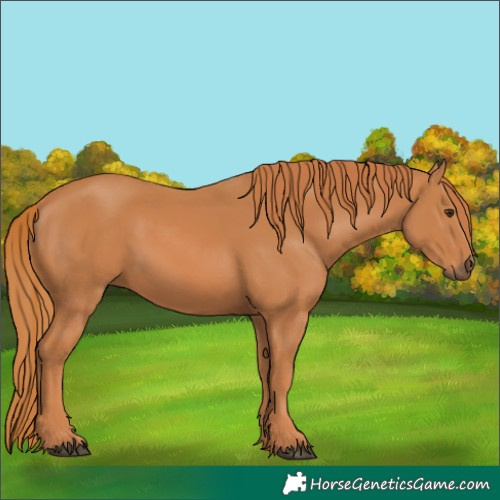 Horse Color:Chestnut Rabicano 