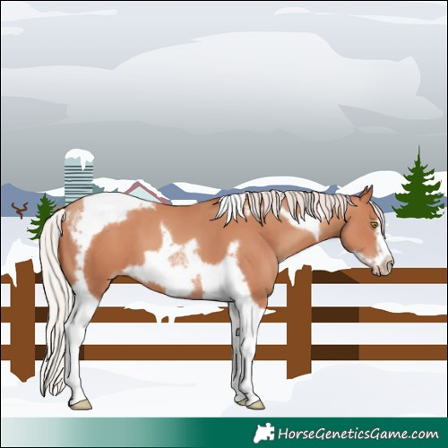 Horse Color:Silver Sable Champagne Tobiano Frame