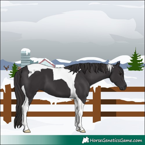Horse Color:Smoky Black Tobiano 