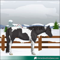 Horse Color:Smoky Black Tobiano 