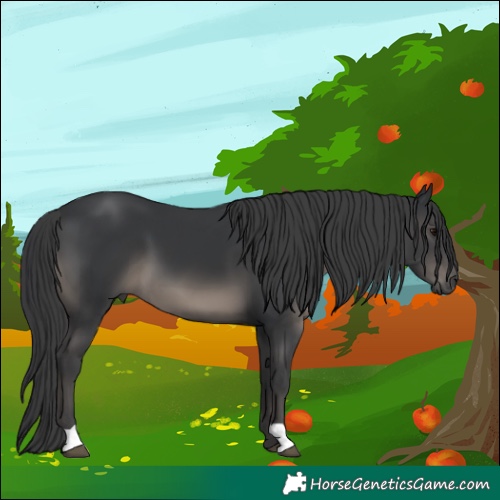 Horse Color:Black 