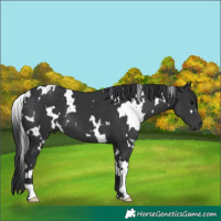 Horse Color:White Spotted Black