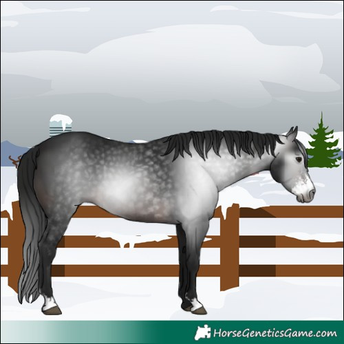 Horse Color:Gray Brown Sabino