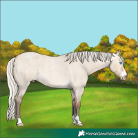 Horse Color:Gray Silver Perlino Roan Dun Sabino 