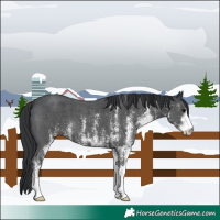 Horse Color:White Spotted Black
