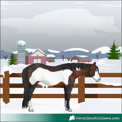 Horse Color:Brown Frame 