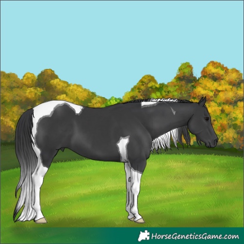 Horse Color:Black Tobiano 