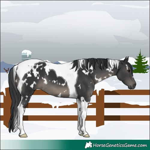Horse Color:White Spotted Black Tobiano