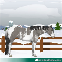 Horse Color:Grullo Sabino Tobiano