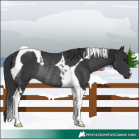 Horse Color:Black Tobiano Rabicano