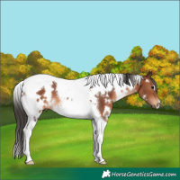 Horse Color:White Spotted Brown Tobiano 