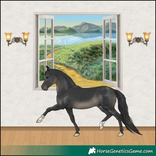 Horse Color:Black 