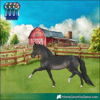 Horse Color:Black 