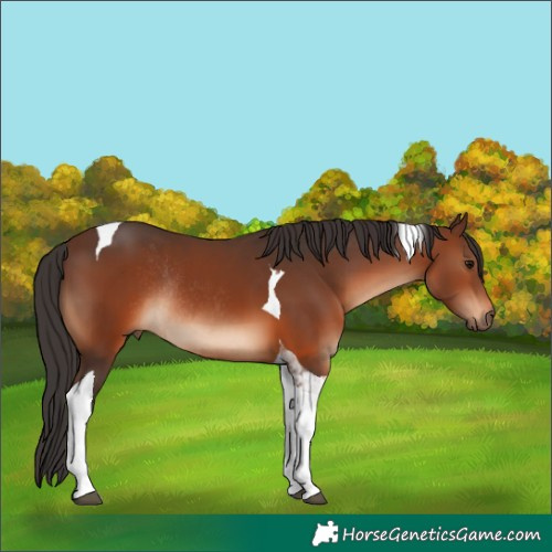 Horse Color:Brown Tobiano Rabicano 