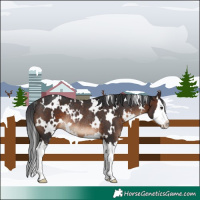 Horse Color:White Spotted Brown Splash Rabicano