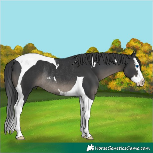 Horse Color:Black Splash Tobiano Rabicano 