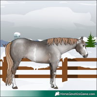 Horse Color:Gray Chocolate Palomino Sabino