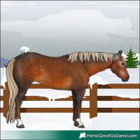 Horse Color:Gray Chocolate Palomino 