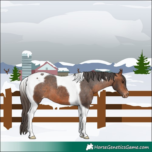 Horse Color:Bay Tobiano Varnish