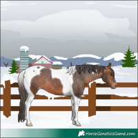 Horse Color:Bay Tobiano Varnish