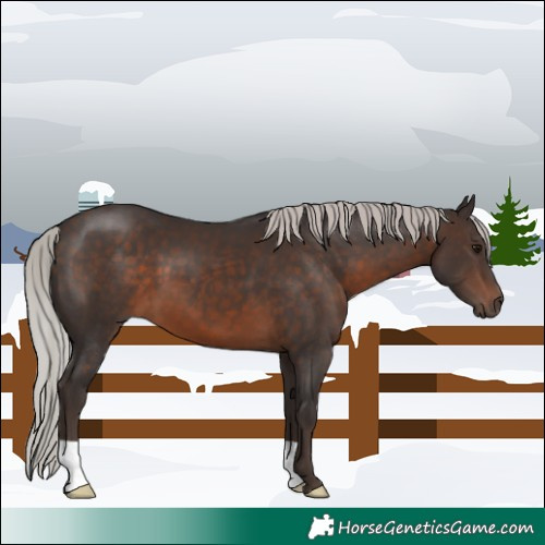 Horse Color:Silver Brown