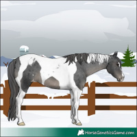 Horse Color:Black Tobiano Varnish
