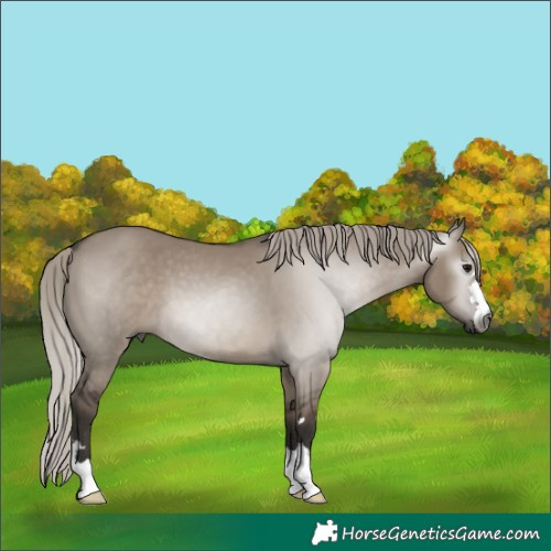 Horse Color:Gray Silver Grullo 