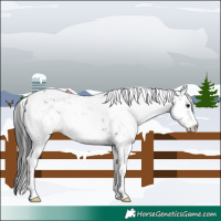 Horse Color:Black Sabino 