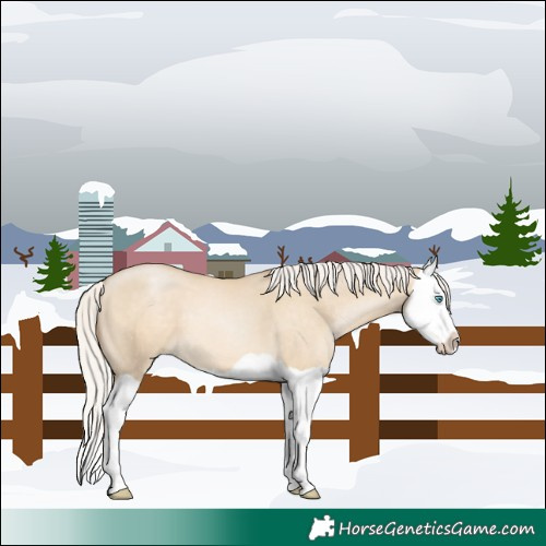 Horse Color:Silver Smoky Grullo Pearl Splash