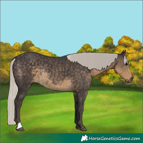 Horse Color:Silver Smoky Black Rabicano 