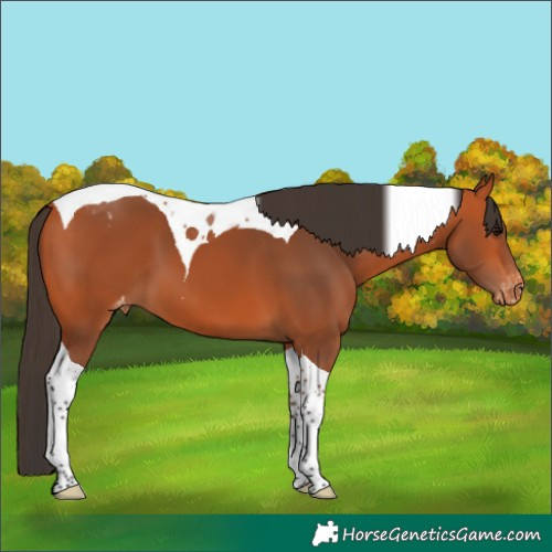 Horse Color:Bay Tobiano Varnish