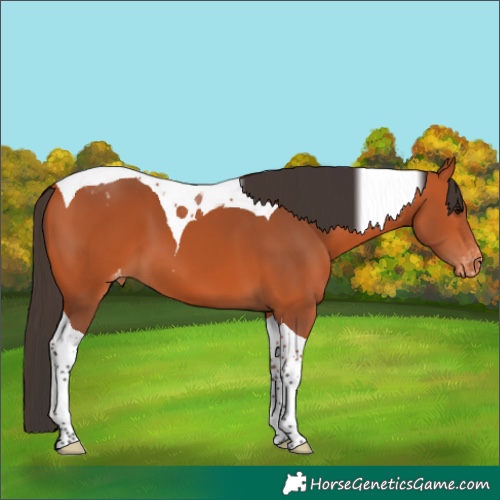 Horse Color:Bay Tobiano Appaloosa 