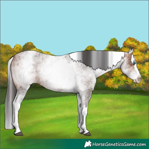 Horse Color:White Spotted Bay Roan Splash