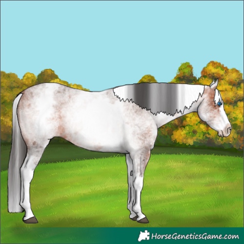 Horse Color:White Spotted Bay Roan Splash