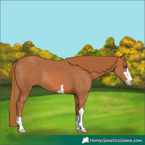 Horse Color:Chestnut 