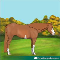 Horse Color:Chestnut 