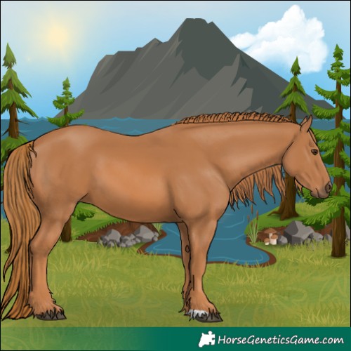 Horse Color:Chestnut 