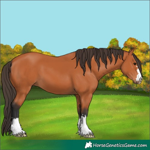Horse Color:Bay 