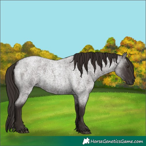 Horse Color:Liver Red Roan 
